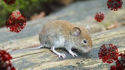 Maus auf Holz und rote Coronaviren - Foto: IMAGO/imagebroker
