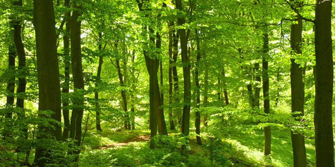 Wald als Natur-Apotheke