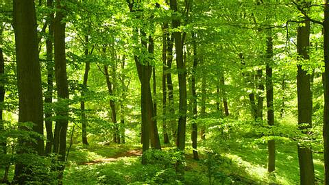 Wald als Natur-Apotheke - Foto: Fotolia