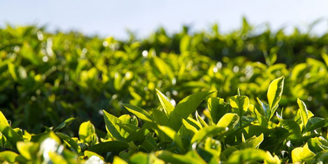 Teebaumöl lindert Heiserkeit