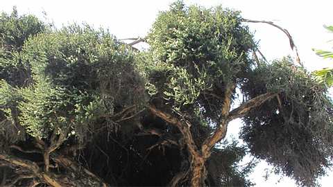 Teebaum – eine bekannte Heilpflanze der Aborigines
