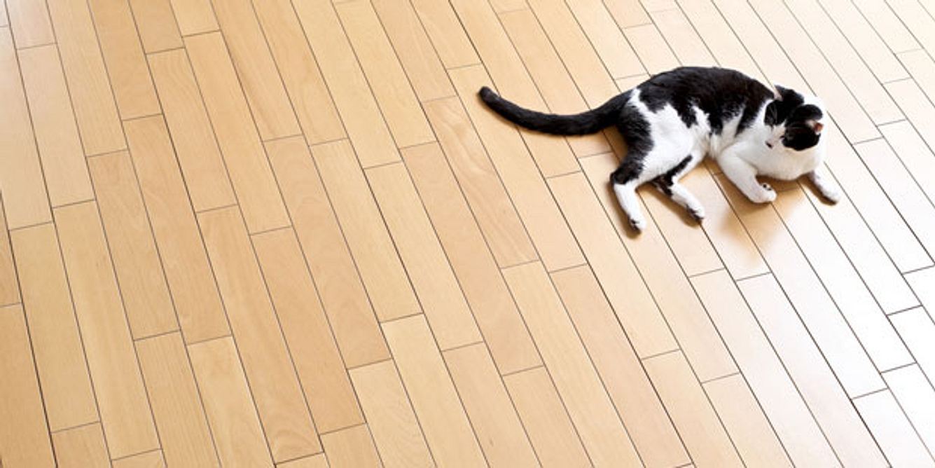 Hilft bei Tierhaar-Allergie: Teppiche und Polstermöbel so weit wie möglich aus der Wohnung entfernen. Tierhaare setzen sich so weniger fest