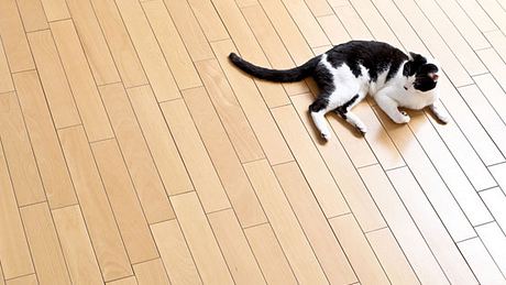Hilft bei Tierhaar-Allergie: Teppiche und Polstermöbel so weit wie möglich aus der Wohnung entfernen. Tierhaare setzen sich so weniger fest