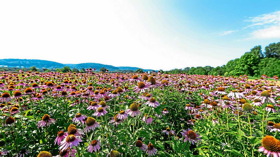 Ein Terra Medica Feld bewachsen mit Heilpflanzen - Foto: DHU