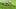 Zwei Thripse auf grüner Pflanze - Foto: IMAGO/blickwinkel