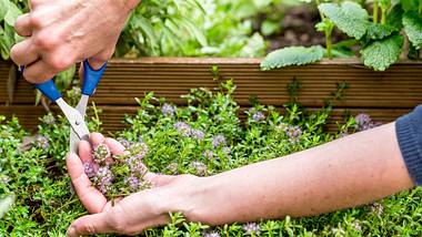 Person schneidet mit einer Schere Thymian - Foto: iStock/HMVart
