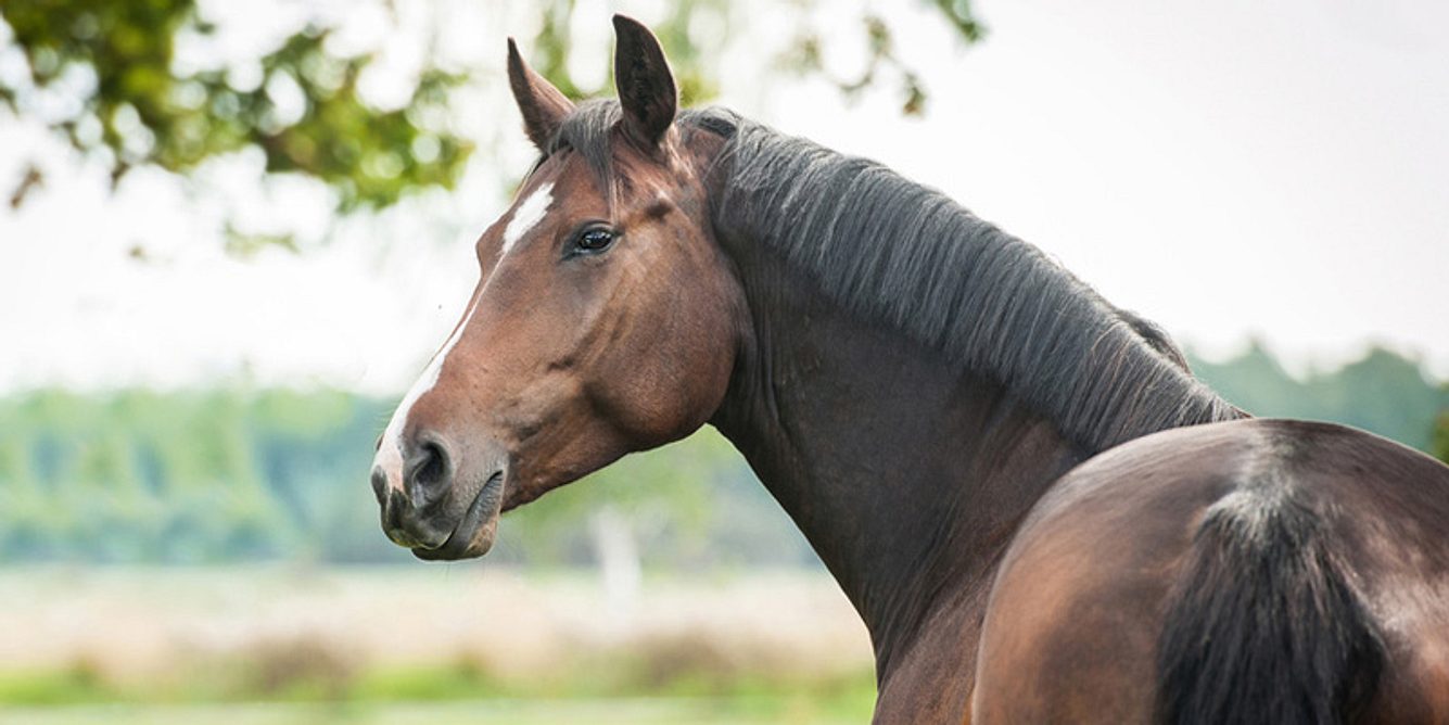 Tiergestützte Therapie mit Pferden