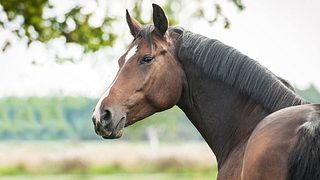 Tiergestützte Therapie mit Pferden - Foto: Fotolia
