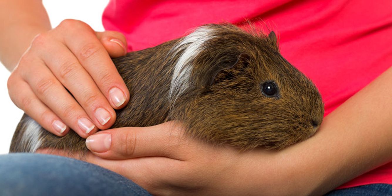 Frau mit Meerschweinchen