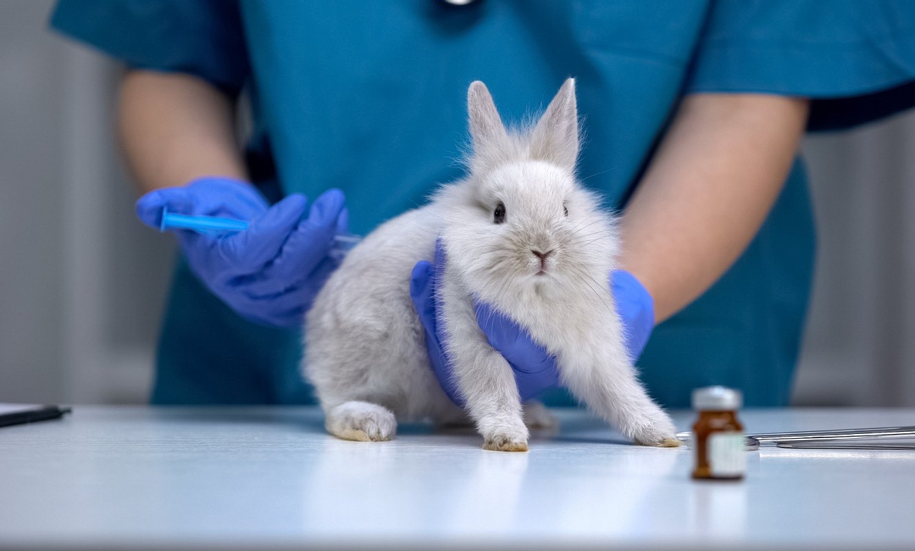 Kaninchen erhält Sprite von einem Labormitarbeiter