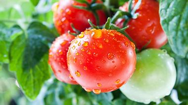 Tomaten - Foto: istock/kajakiki
