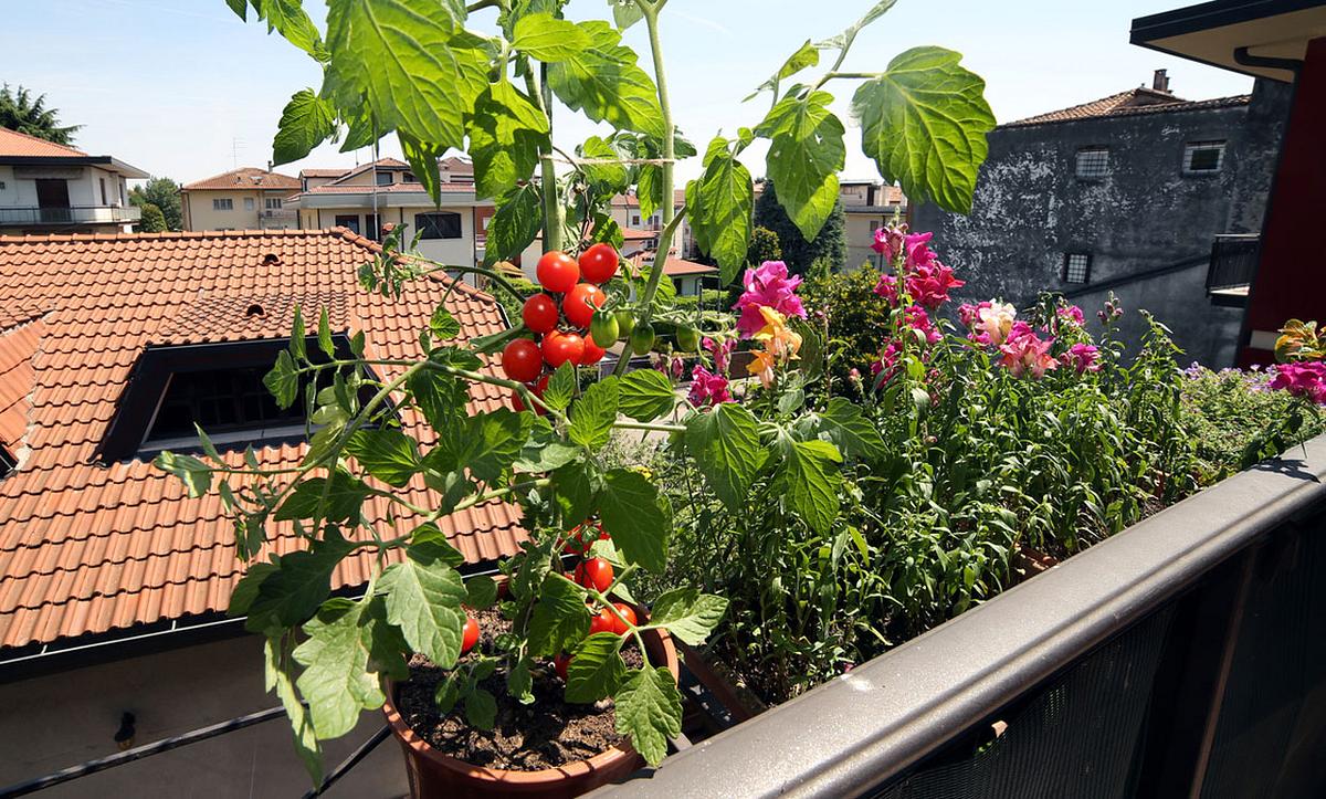 Tomaten anbauen auf dem Balkon