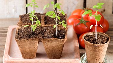 Tomaten anbauen - Foto: istock/Pixelelfe