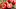 Tomaten können helfen, die Blutfette auszubalancieren und das Arteriosklerose-Risiko zu senken – dazu reichen vier Tomaten am Tag