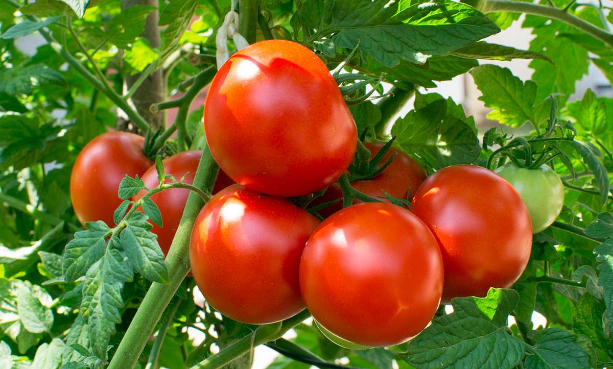Tomaten verstärken Knochenschmerzen