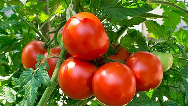Tomaten verstärken Knochenschmerzen - Foto: istock/Helios4Eos