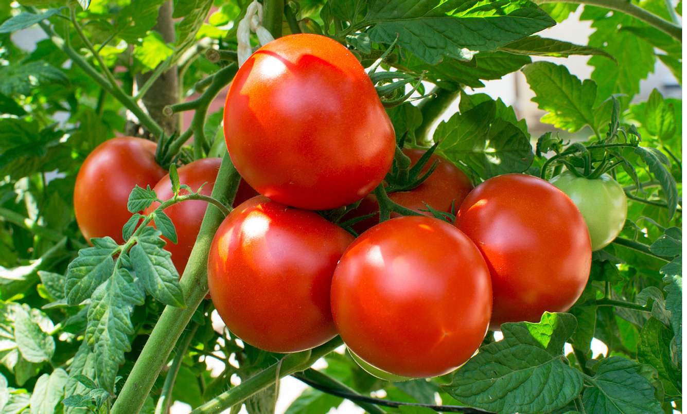 Tomaten gegen MS
