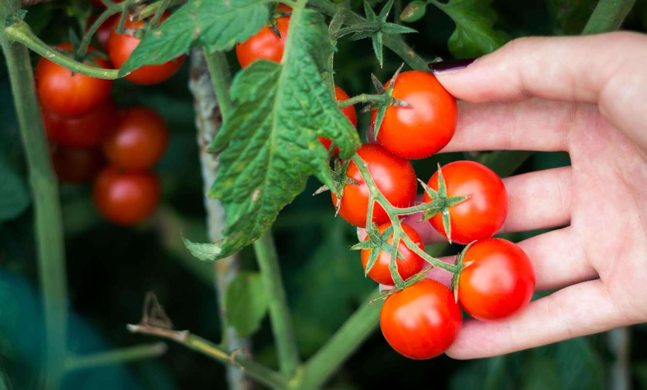 Person hält Tomaten in der Hand