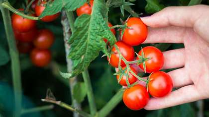 Person hält Tomaten in der Hand - Foto: istock/sestovic