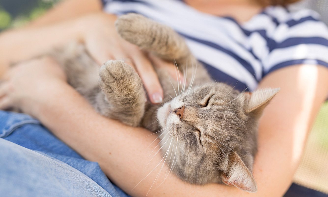 Toxoplasmose durch Katze