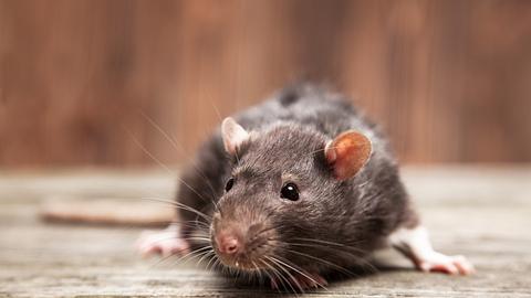 Ratte - Foto: iStock/georgedolgikh