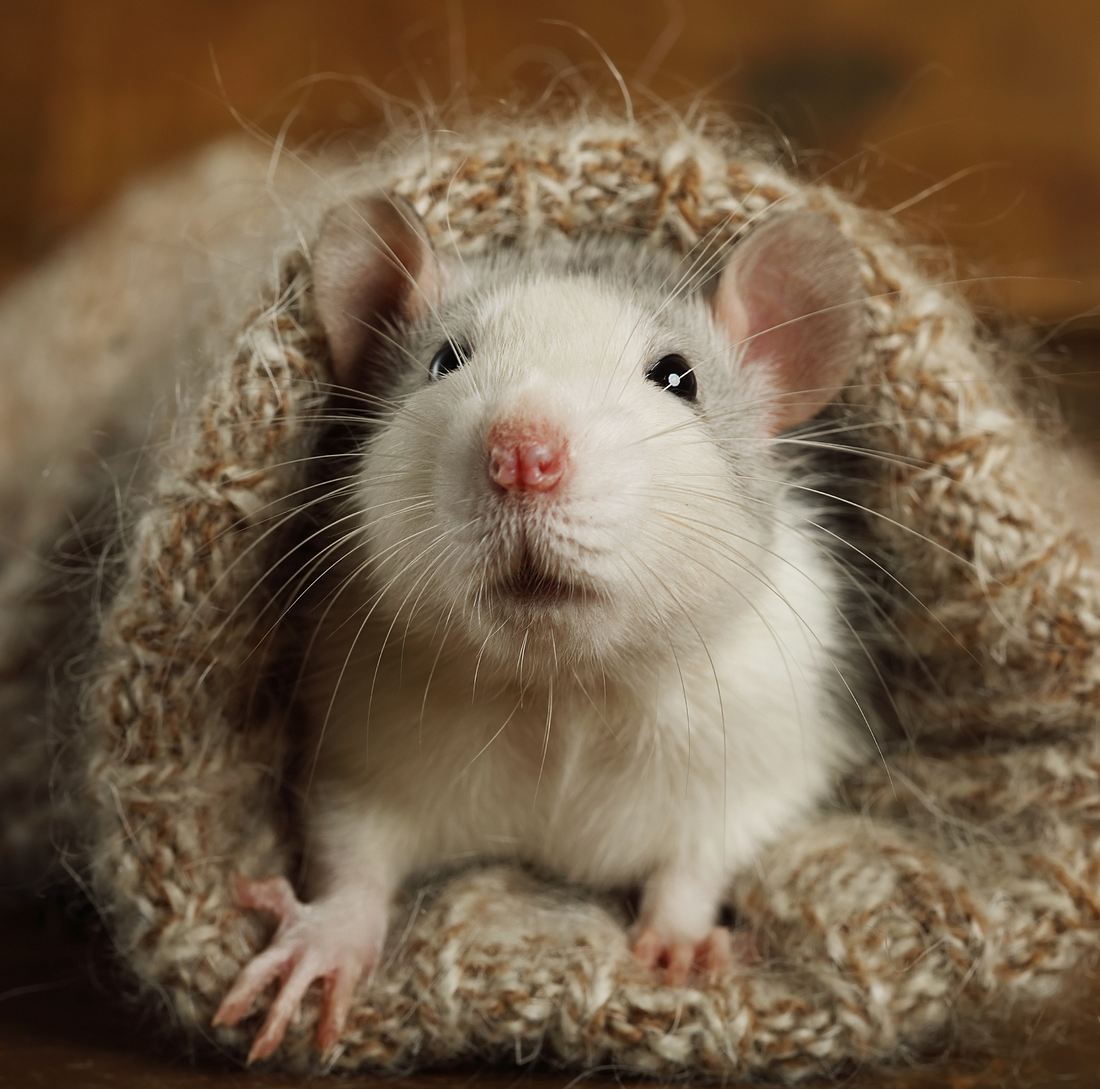 traumdeutung-ratten- Weiße Ratte
