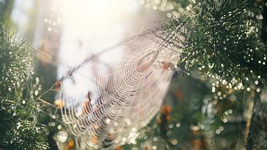 Eine Spinne in einem Spinnennetz - Foto: iStock_kamisoka