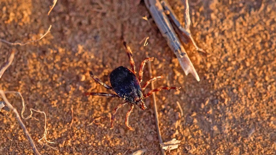 Tropenzecke Hyalomma krabbelt auf dem Boden - Foto: istock_Oskanov