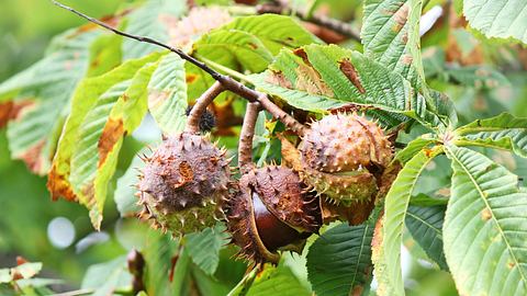 Kastanien in einer Fruchthülle hängen am Kastanienbaum - Foto: iStock/srdjan111