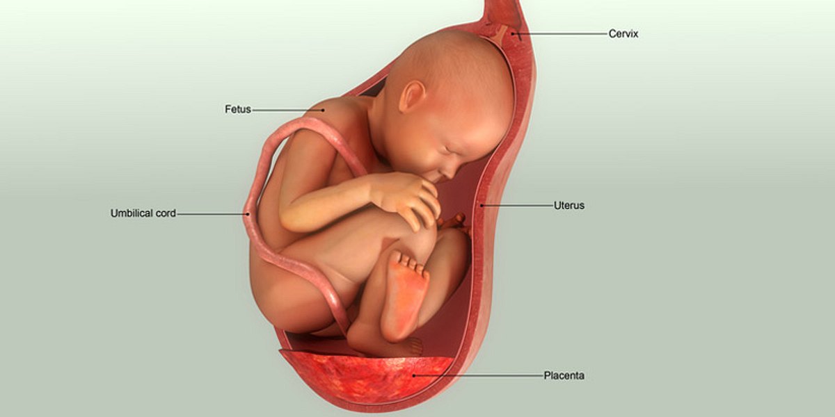 Eine schematische Darstellung eines ungeborenen Kindes samt Plazenta