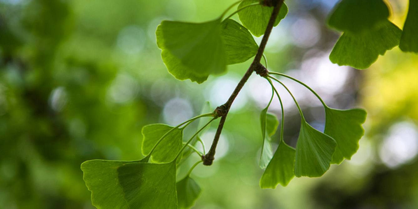 Ginkgo gegen vaskuläre Demenz