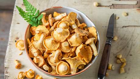 Pilze, wie Pfifferlinge sind ein guter Lieferant für Vitamin B3