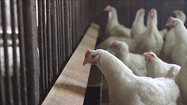 Hühner mit Vogelgrippe - Foto: iStock/Ruslan Sidorov