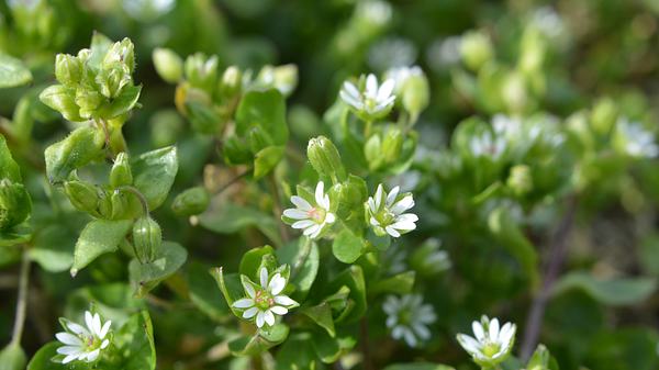 Vogelmiere (Stellaria media) - Foto: iStock/Orest Lyzhechka