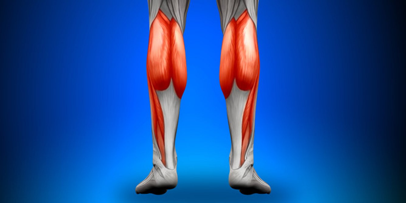 Illustration der menschlichen Wadenmuskeln