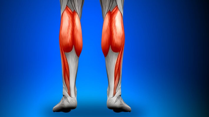Illustration der menschlichen Wadenmuskeln - Foto: Shutterstock