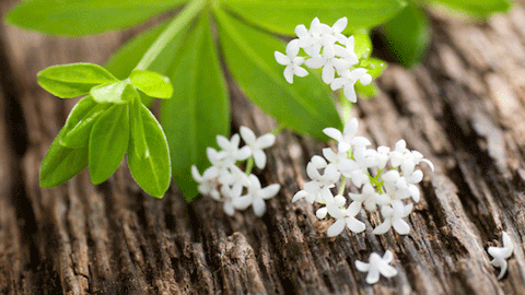 Waldmeister - eine Heilpflanze des Frühlings