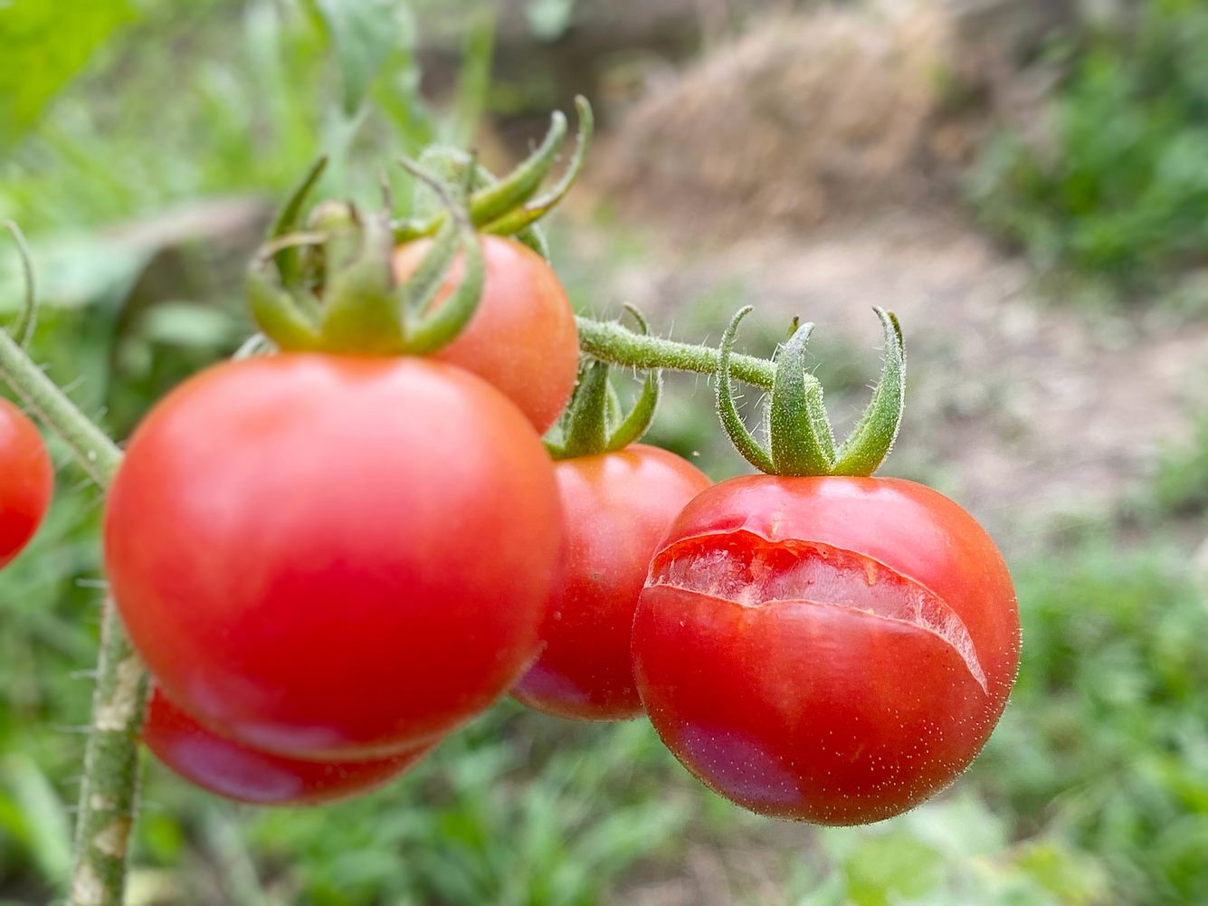 Geplatzte Tomaten am Strauch