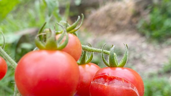 Geplatzte Tomaten am Strauch - Foto: iStock/FREDERICA ABAN