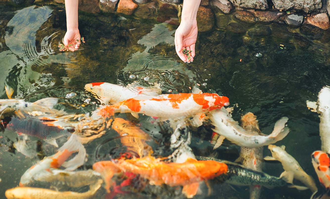 Koi-Teich