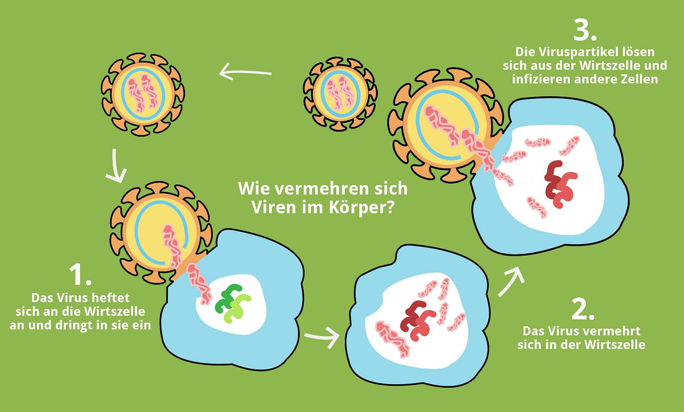 Der Lebenszyklus von Viren im Überblick