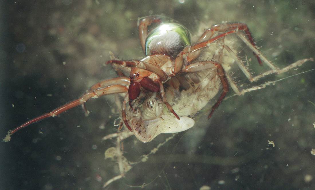 Eine Wasserspinne unter Wasser