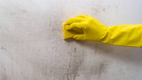 Eine Person entfernt Schimmel von der Wand - Foto: iStock_Olga Ihnatsyeva