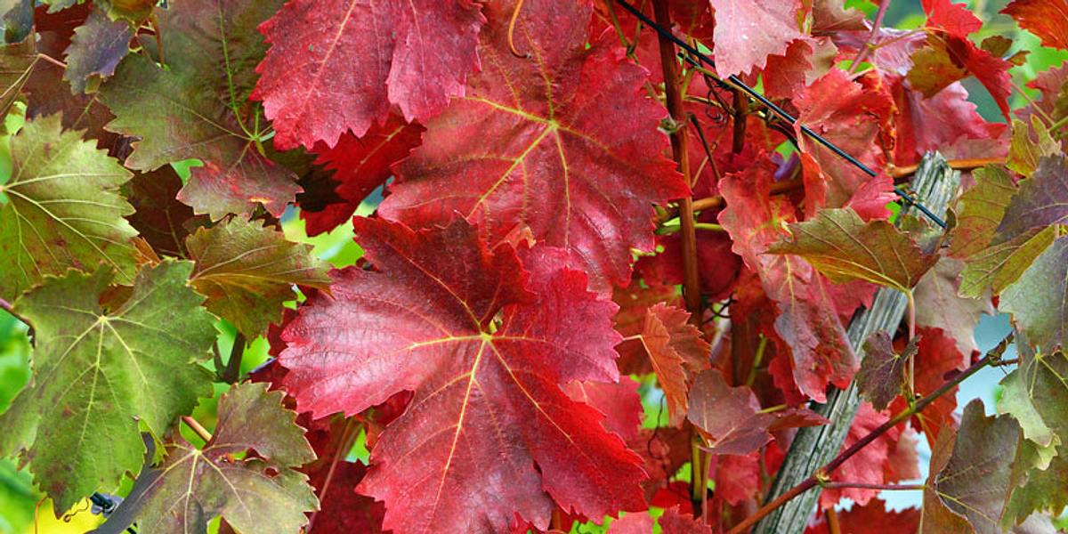 Rotes Weinlaub gegen Besenreiser
