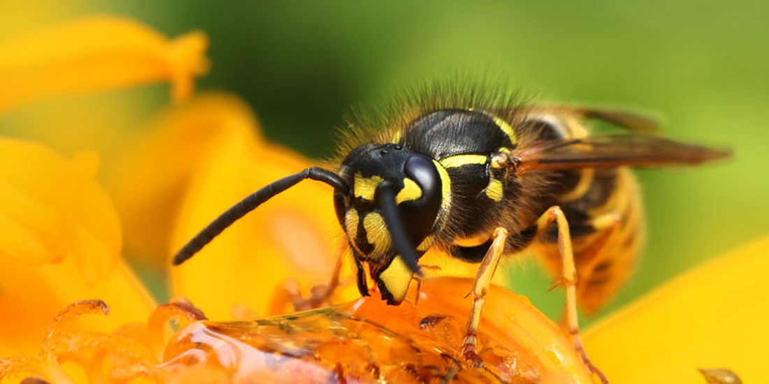 Bewaffnet, furchtlos und intelligent: Wespen zählen zu den gefürchtetsten Insekten. Zeit, mal mit ein paar Vorurteilen aufzuräumen Wespe