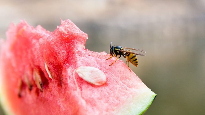 Wespe isst Melone - Foto: istock/koster62