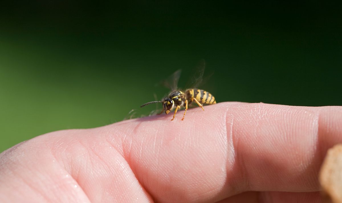 Eine Wespe krabbelt auf einem Finger