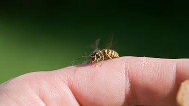 Eine Wespe krabbelt auf einem Finger - Foto: iStock / diephosi