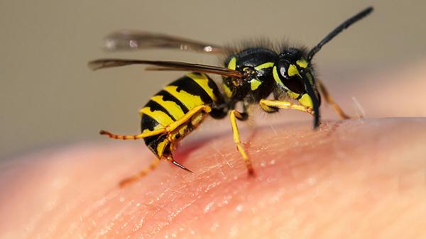 Eine Wespe sticht zu - Foto: iStock/Nataba