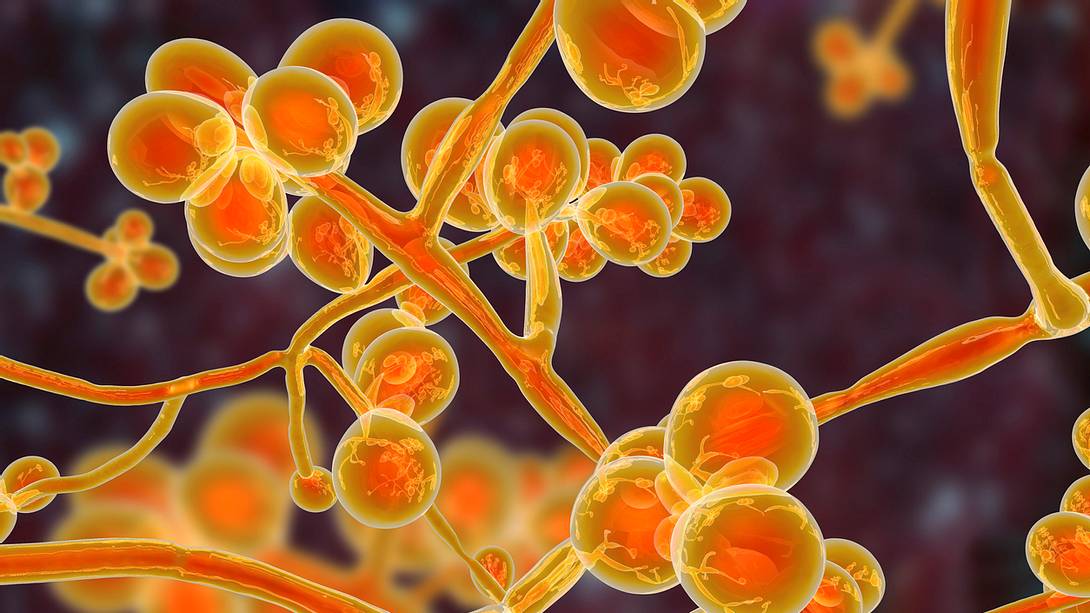Candica auris - Foto: Istock/Dr_Microbe